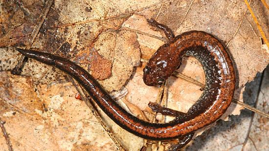 red backed salamander photo by Tom Murray