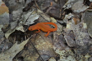 Red eft stage of the eastern spotted newt crawling on leaves. 