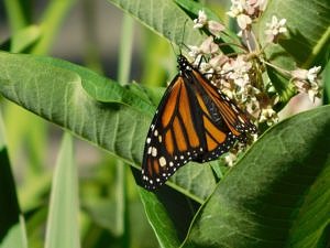 Monarch butterfly feeding on milkweed flower