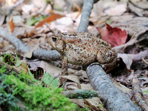 An American Toad on the forest floor (photo Brett Amy Thelen)