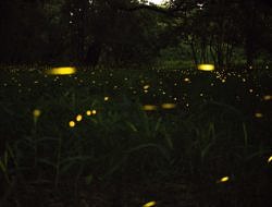 An evening meadow with fireflies.