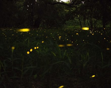 An evening meadow with fireflies.