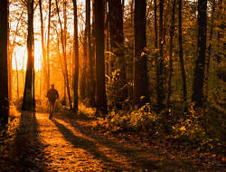 A person walks into the woods, bathed in late-day light. (photo © Geoff Livingston via the Flickr Creative Commons)