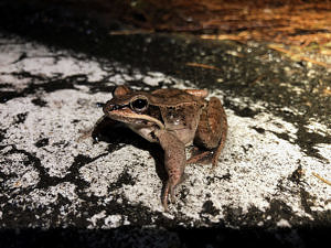 A wood frog pauses on North LIncoln Street. (photo © Brett Amy Thelen)