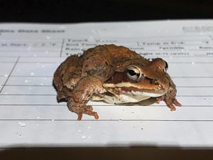 A wood frog on a data sheet. (photo © Kathy Huston)