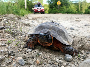 A wood turtle pauses by the side of the road, with a truck visible in the background. (photo © Brett Amy Thelen)
