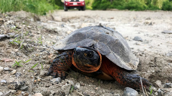 A wood turtle pauses by the side of the road, with a truck visible in the background. (photo © Brett Amy Thelen)