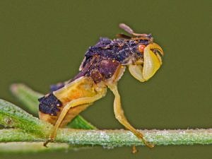 An assassin bug waiting on a stem. (photo © Bruce Boyer)