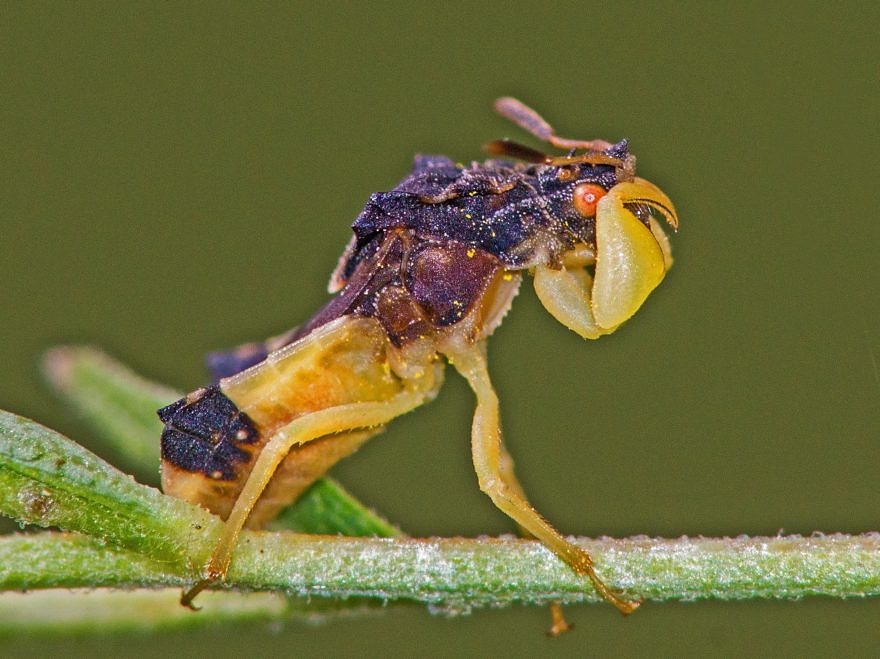 An assassin bug waiting on a stem. 