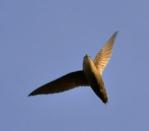 A Chimney Swift in flight. (photo © Jim McCulloch via the Flickr Creative Commons)