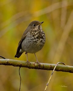 A Hermit Thrush perched on a branch. (photo © Jacob McGinnis)