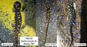 Three pictures of the same spotted salamander, taken in 2018, 2019, and 2020.