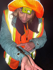 A Salamander Crossing Brigade volunteer admires a spotted salamander. (photo © Sarah Thomas)