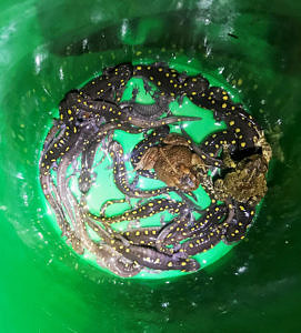 A bucket full of amphibians. (photo © Stephen Lowe)