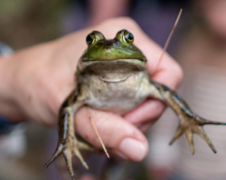 A bullfrog in hand. (photo © Ben Conant)