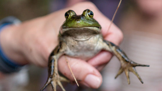 A bullfrog in hand. (photo © Ben Conant)