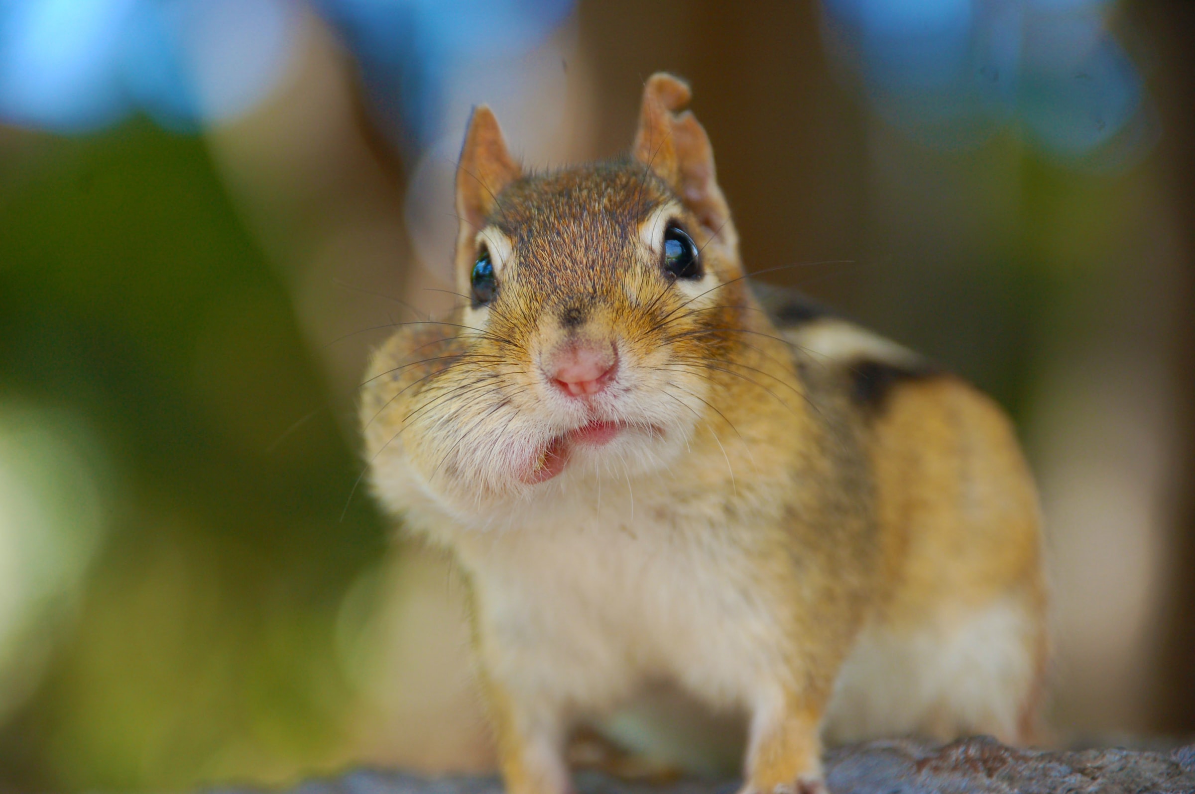 A chipmink with a mouth full of nuts. (photo © Alex Lauzon via unsplash)