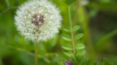 A dandelion seed head. (photo © Giuseppe Amato via the Flickr Creative Commons)