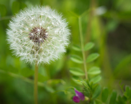 A dandelion seed head. (photo © Giuseppe Amato via the Flickr Creative Commons)