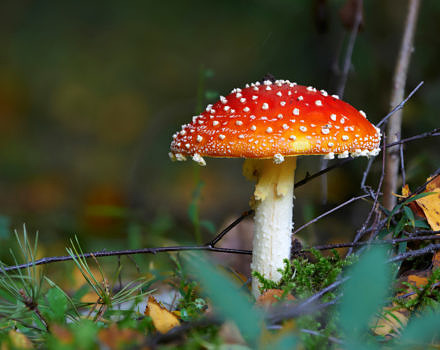 A fly agaric mushroom. (photo © Aleksey Gnilenkov via the Flickr Creative Commons)