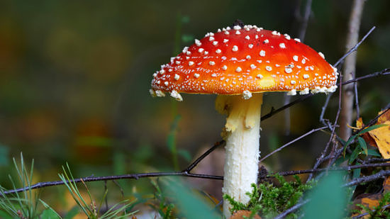 A fly agaric mushroom. (photo © Aleksey Gnilenkov via the Flickr Creative Commons)