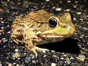 A green frog on the road. (photo © Dallas Huggins)