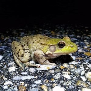 A green frog on the road. (photo © Rebecca Coleman)