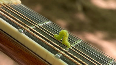 An inchworm inches along a mandolin string. (photo © John Benjamin)