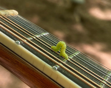 An inchworm inches along a mandolin string. (photo © John Benjamin)
