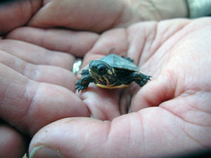 Hands holding a painted turtle hatchling. (photo © Brett Amy Thelen)