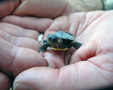 Hands holding a painted turtle hatchling. (photo © Brett Amy Thelen)