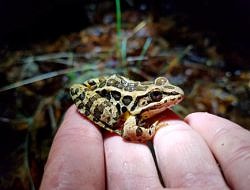 A pickeral frog sitting in a person's hand. (photo © Rebecca Coleman)