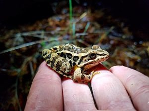 A pickerel frog in hand. (photo © Rebecca Coleman)