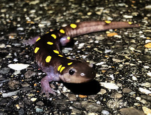A spotted salamander on the road. (photo © Dallas Huggins)