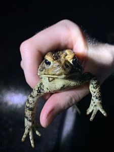 An American toad, held in a person's hand. (photo © Amy Cate)