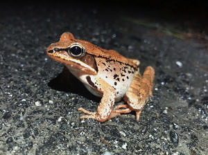 A female wood frog, crossing North Lincoln Street in Keene. (photo © Brett Amy Thelen)