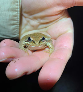 A wood frog in hand. (photo © Sarah Thomas)