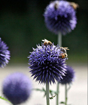 Bees flock to globe thistle. (photo © Francie von Mertens)