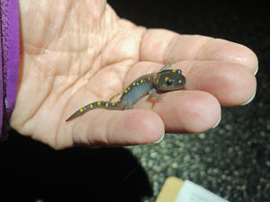 A juvenile spotted salamander in hand. (photo © Brett Amy Thelen)