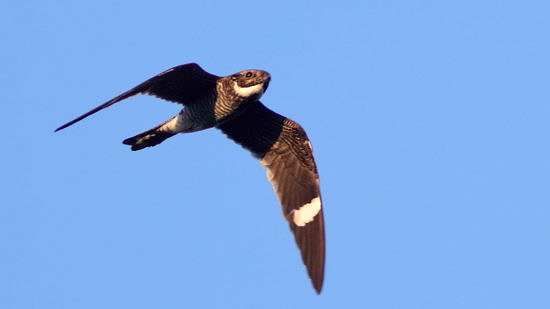 A Common Nighthawk in flight. (photo