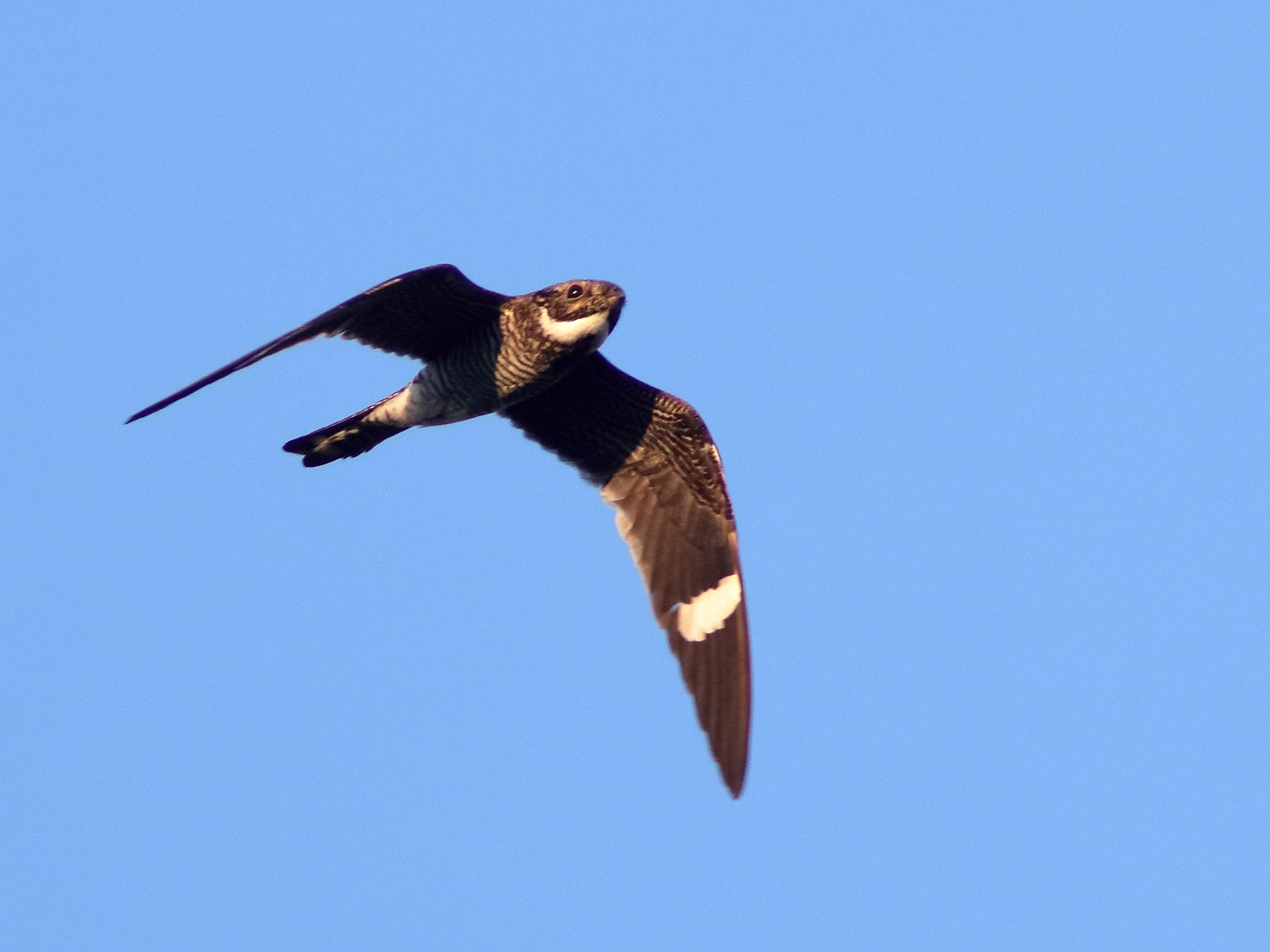 A Common Nighthawk in flight. (photo
