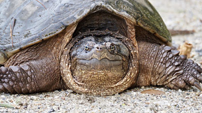 A large snapping turtle on a road. (photo © Harlee Strauss)
