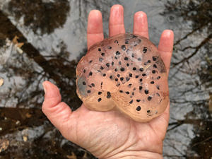 A spotted salamander egg mass. 