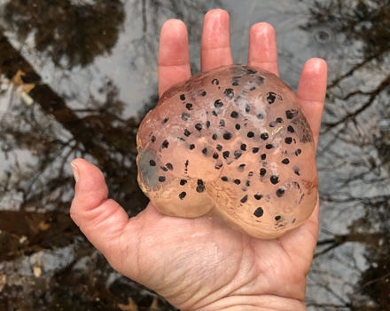A spotted salamander egg mass. (photo © Brett Amy Thelen)
