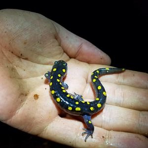A spotted salamander in someone's hand. (photo © Rebecca Coleman)