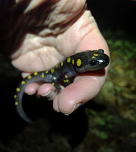 A spotted salamander smiling in the hands of a Crossing Brigade volunteer. (photo © Brett Amy Thelen)