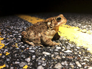 A toad crossing the road. (photo © Brett Amy Thelen)