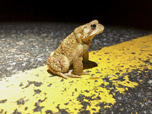 A toad on a road. (photo © Brett Amy Thelen)