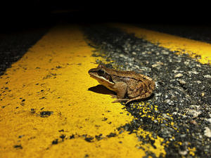 A wood frog makes its way across North Lincoln Street in Keene on April 30, 2020. (photo © Brett Amy Thelen)