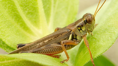 A grasshopper on a leaf. (photo Tianne Strombeck)